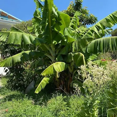 Butik Mor Salkim Evleri Датча