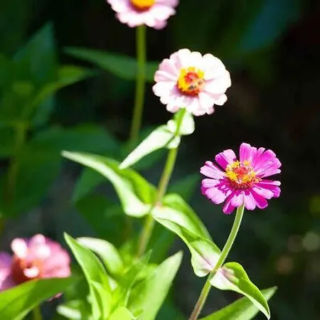 Dom wakacyjny Butik Mor Salkim Evleri Datça